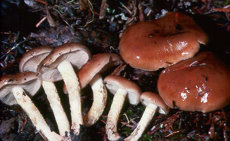 Pholiota brunnescens